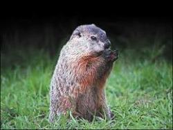 Do you believe the groundhog's prediction on Groundhog Day?